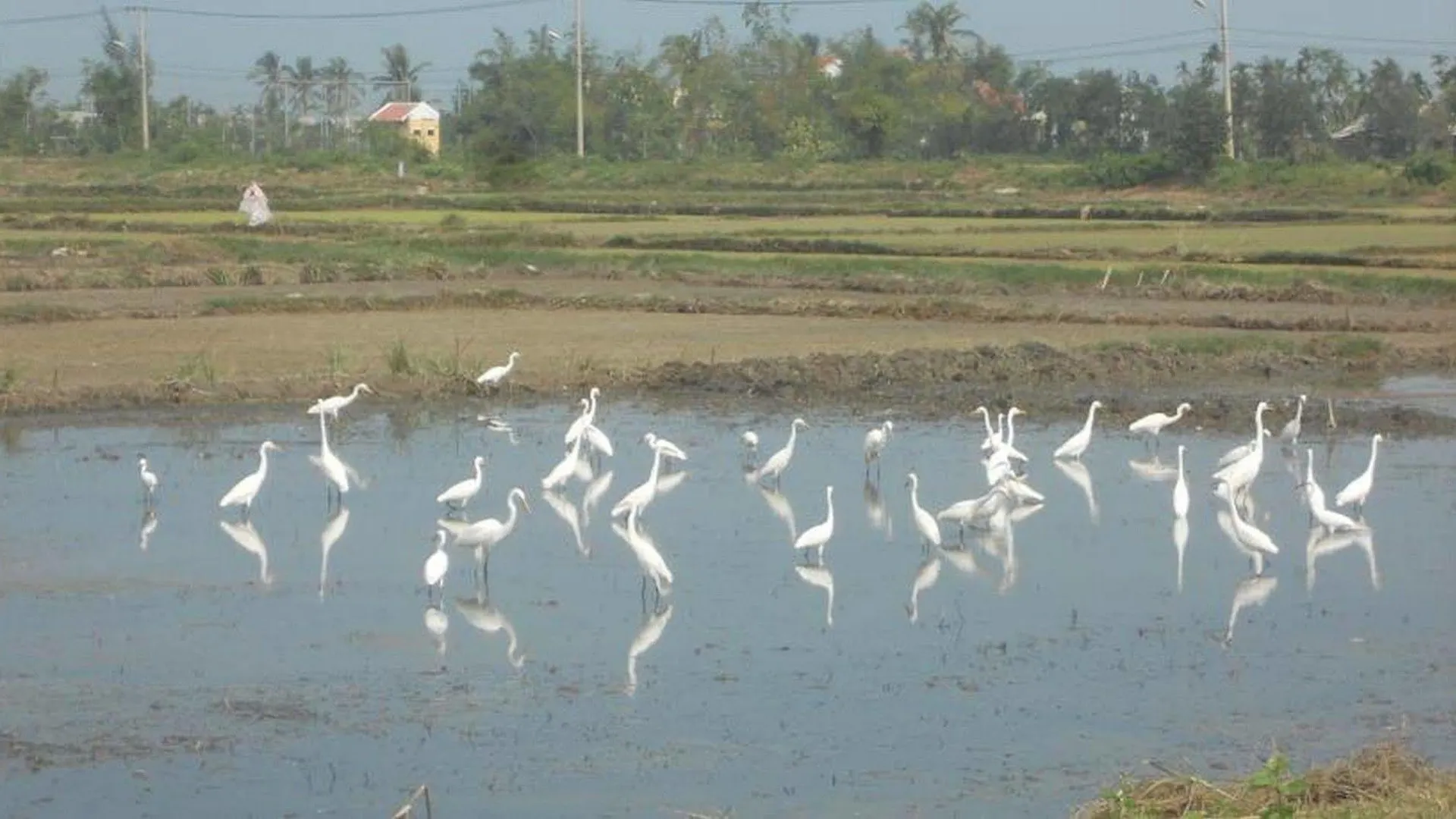 Lila Homestay Hoi An