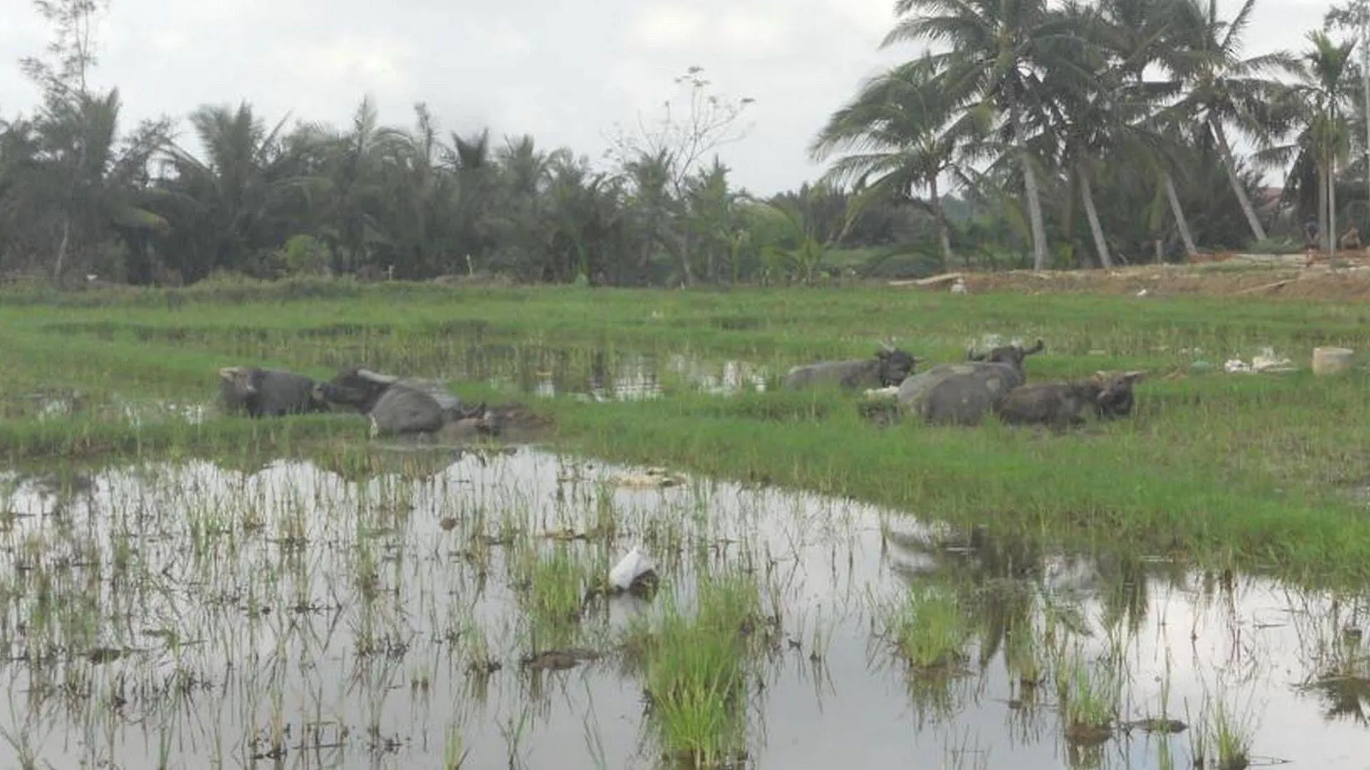 Lila Homestay Hoi An